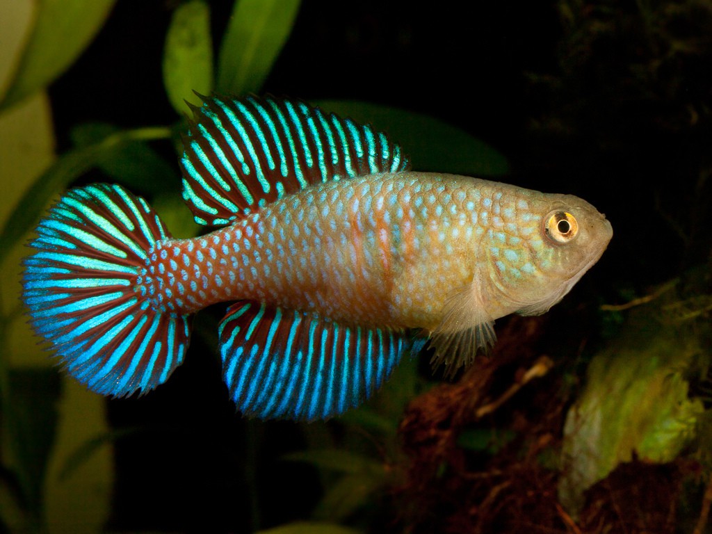 Hypsolebias fulminantis