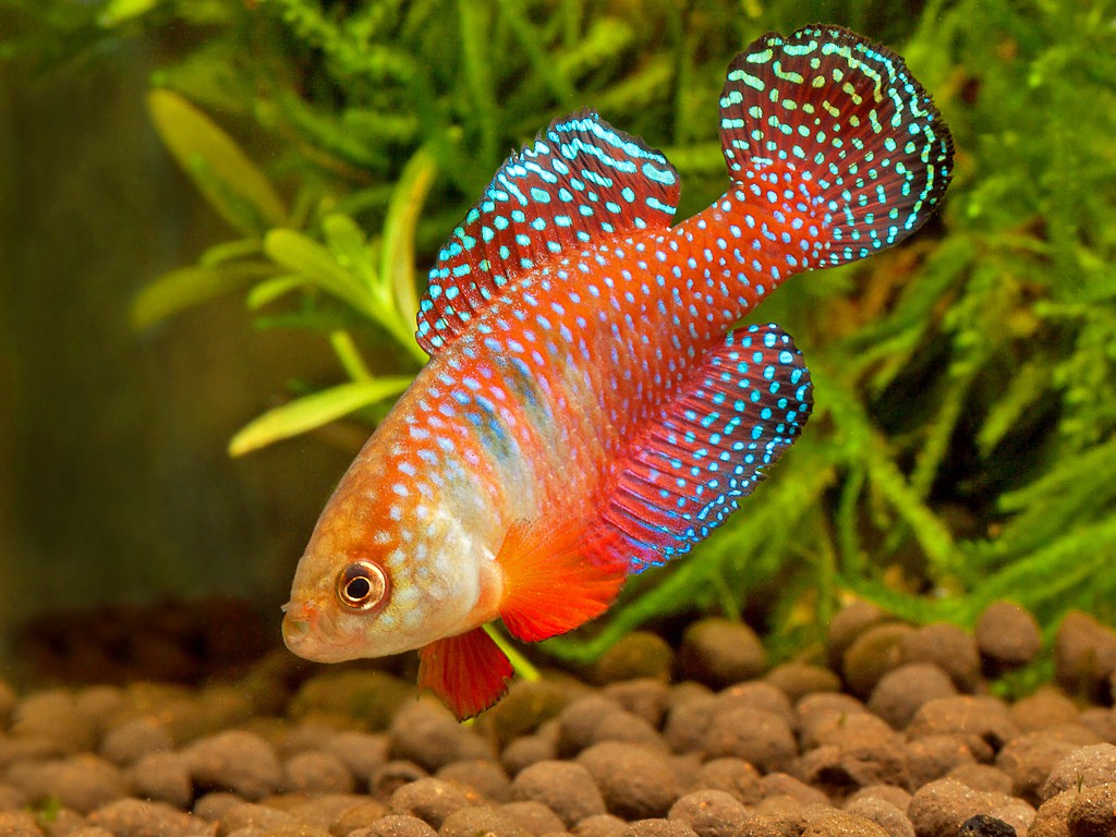 Hypsolebias picturatus