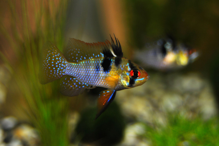 Mikrogeophagus ramirezi - ciclide nano di Ramirez