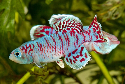 Nothobranchius eggersi Cyprinodontidae