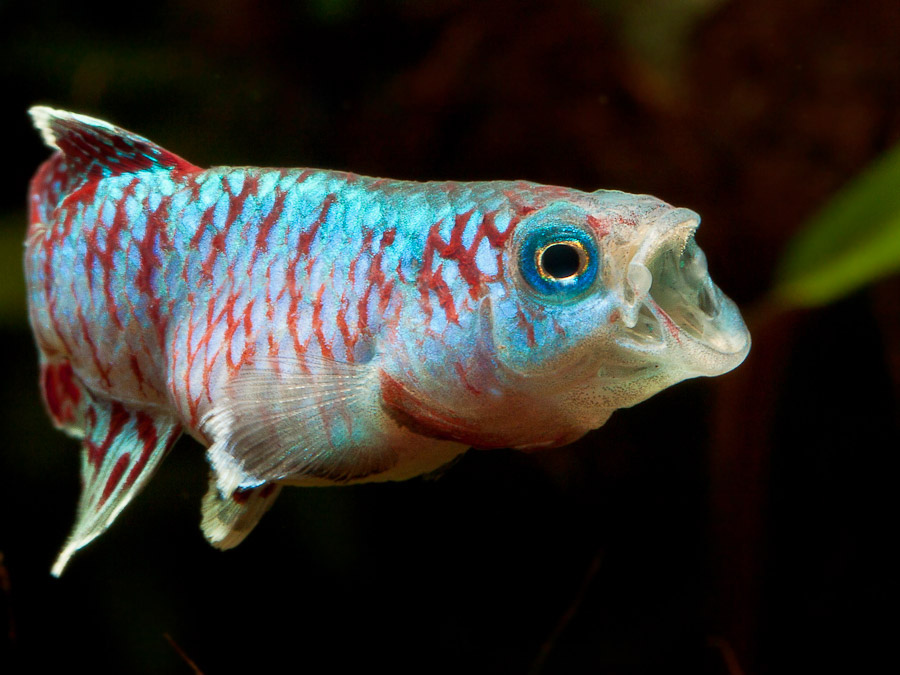 Nothobranchius
