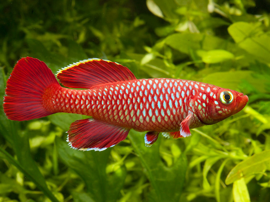 Nothobranchius korthausae