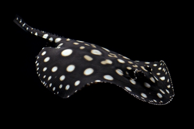 Potamotrygon leopoldi Potamotrygonidae