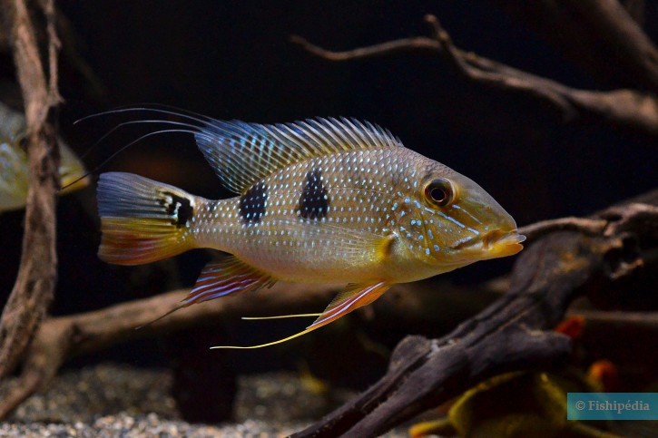 Satanoperca daemon - Daemon