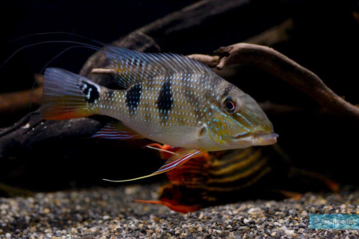 Satanoperca daemon - Daemon