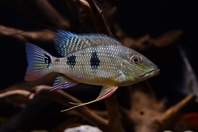 Satanoperca daemon Cichlidae