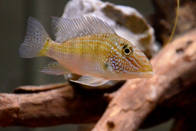 Satanoperca jurupari Cichlidae
