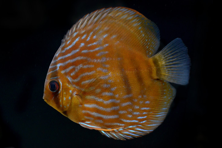 Symphysodon aequifasciatus - pesce disco