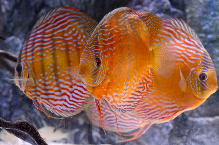 Symphysodon aequifasciatus - pesce disco