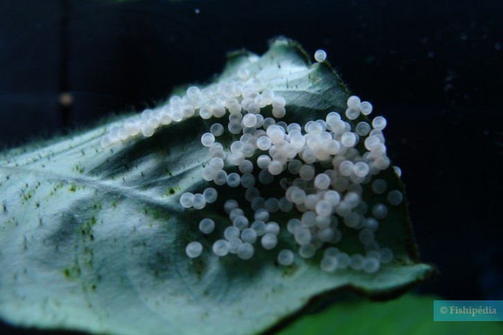 Corydoras aeneus - Corydoras bronzeo