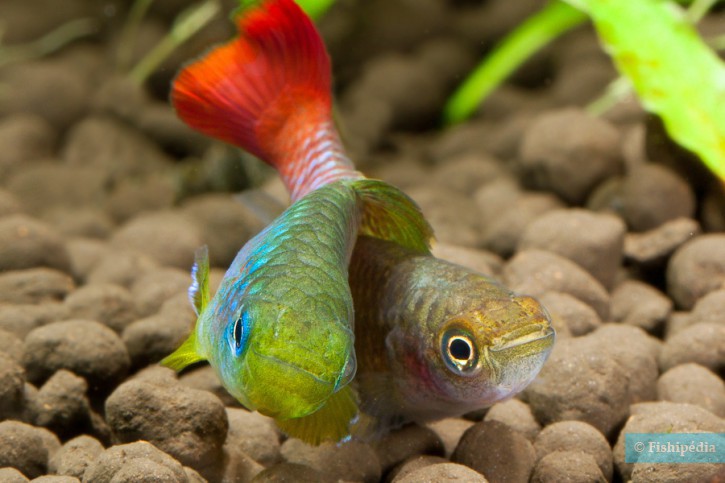 Nothobranchius guentheri