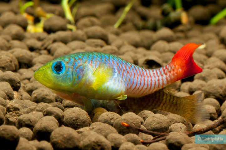 Nothobranchius guentheri