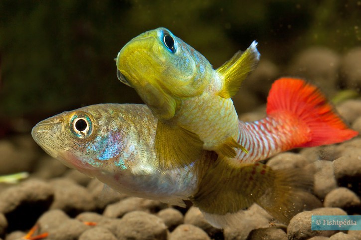 Nothobranchius guentheri