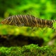 picture of Botia striata