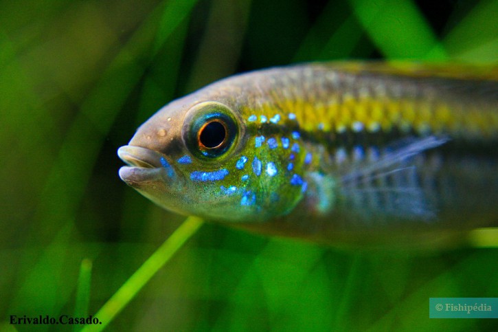 Apistogramma pulchra