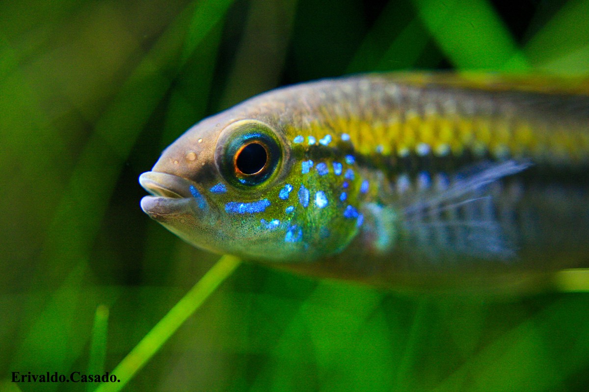 Apistogramma pulchra