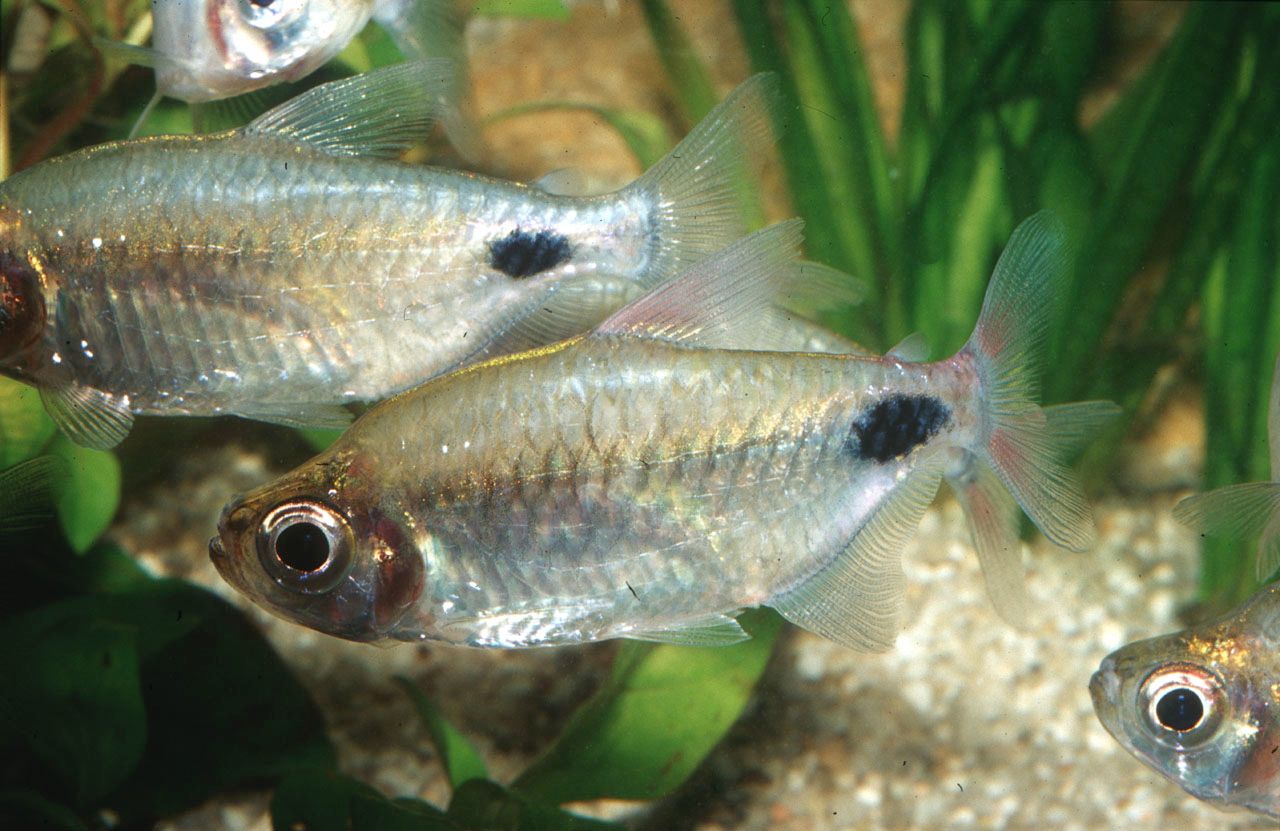 Bathyaethiops caudomaculatus