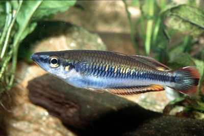Bedotia geayi Bedotiidae