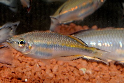 Bedotia madagascariensis Bedotiidae