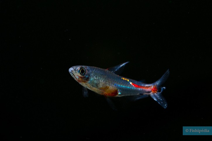 Brittanichthys axelrodi