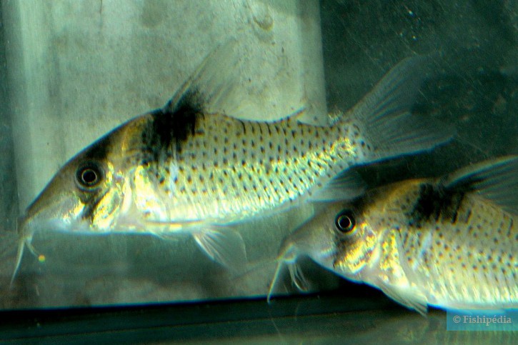 Corydoras amandajanea