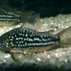 picture of Corydoras napoensis