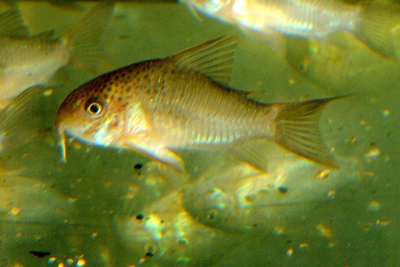 Corydoras polystictus Callichthyidae