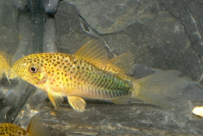 Corydoras similis Callichthyidae