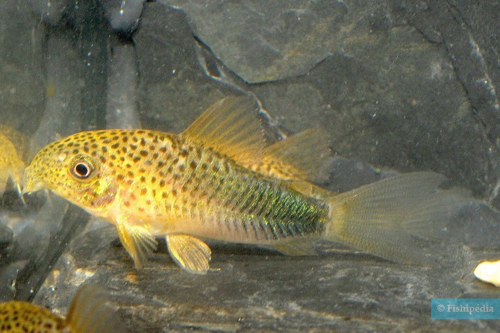 Corydoras similis