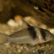 picture of Corydoras virginiae