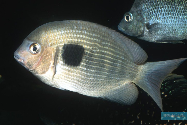 Paretroplus maculatus