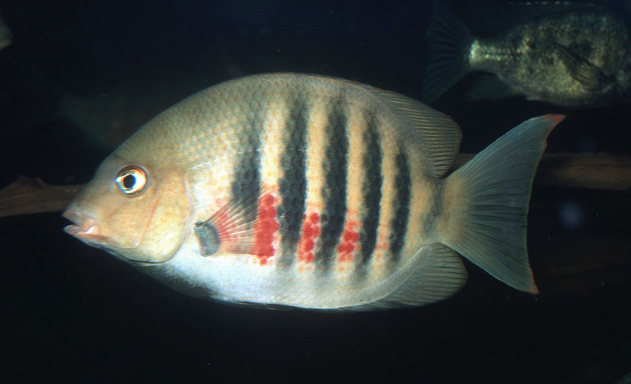 Paretroplus maromandia