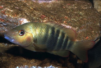 Paretroplus tsimoly Cichlidae