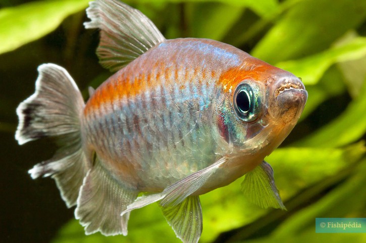 Phenacogrammus interruptus