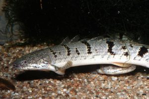 Polypterus delhezi