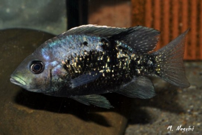 Ptychochromis oligacanthus Cichlidae