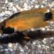 picture of Apistogramma nijsseni