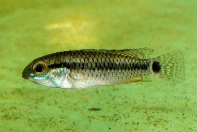Apistogramma pertensis abacaxi Cichlidae