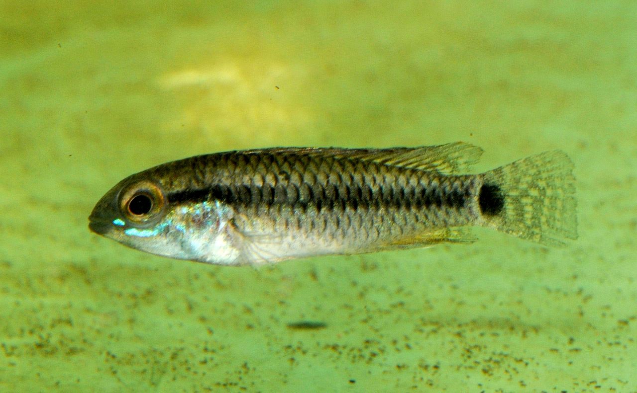 Apistogramma pertensis abacaxi