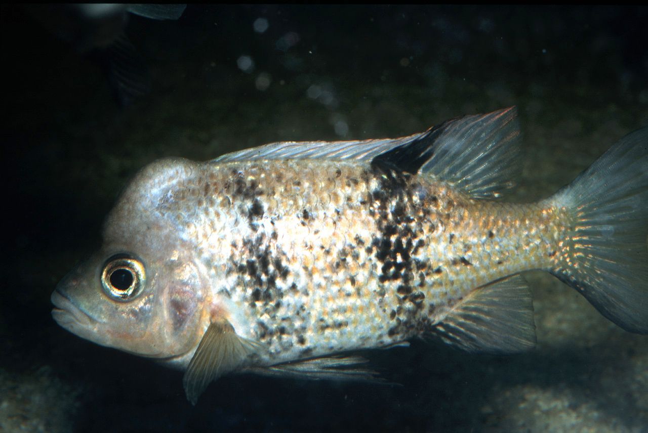 Katria katria