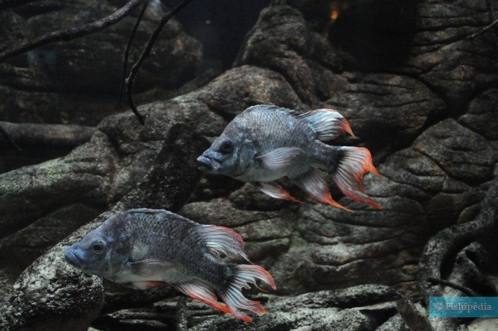 A Madagascar, la redécouverte du Ptychochromis insolitus