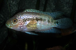Rocio octofasciata