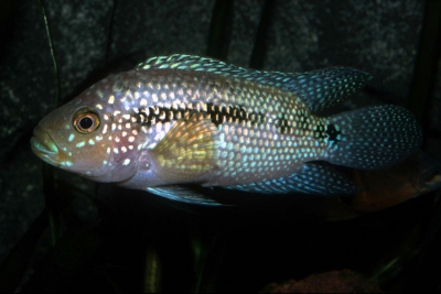 ciclide dai due ocelli Cichlidae