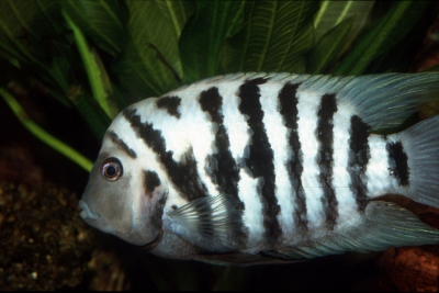 Amatitlania nigrofasciata Cichlidae