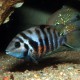 picture of Amatitlania siquia