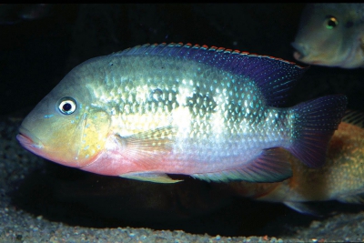 Cribroheros alfari Cichlidae