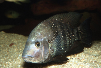 Astatheros macracanthus Cichlidae
