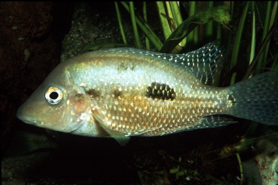 Cribroheros rostratus Cichlidae