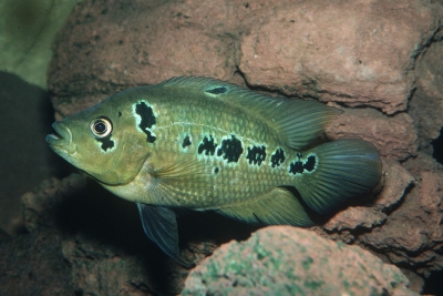 Amphilophus trimaculatus Cichlidae
