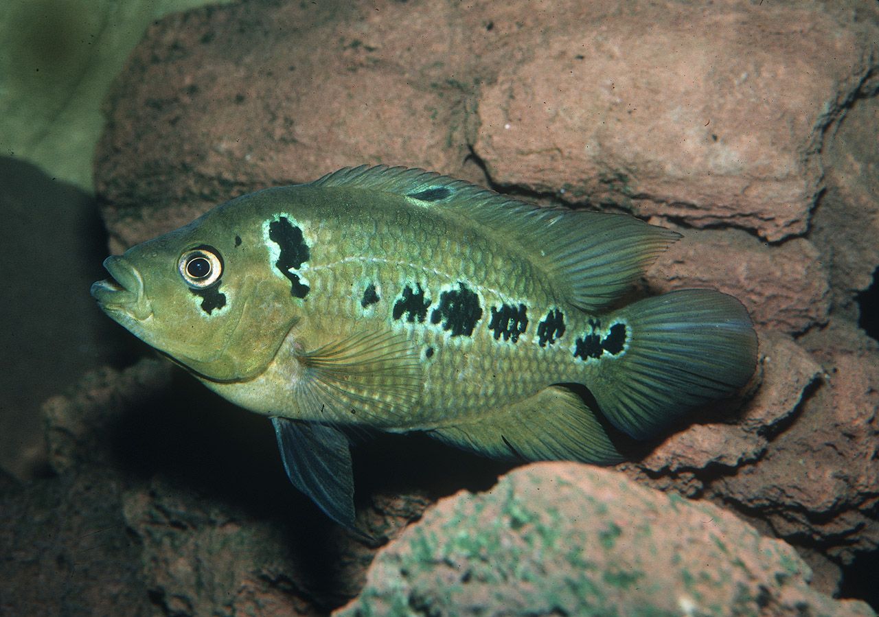 Amphilophus trimaculatus